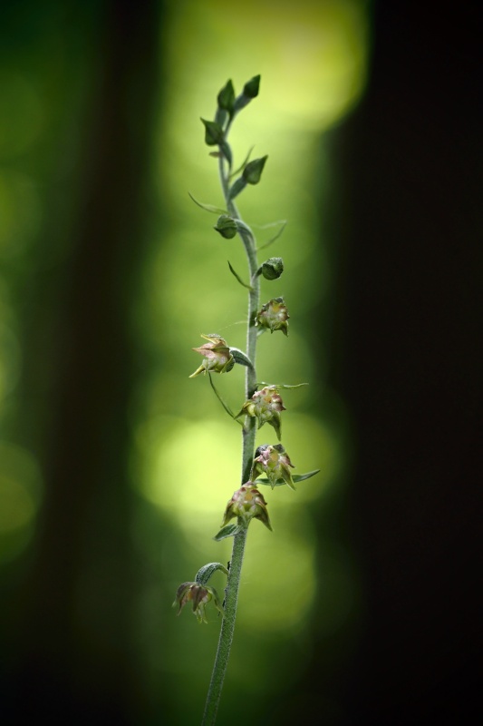 Kruštík drobnolistý (Epipactis microphylla)