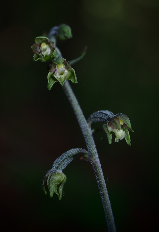 Kruštík drobnolistý (Epipactis microphylla)