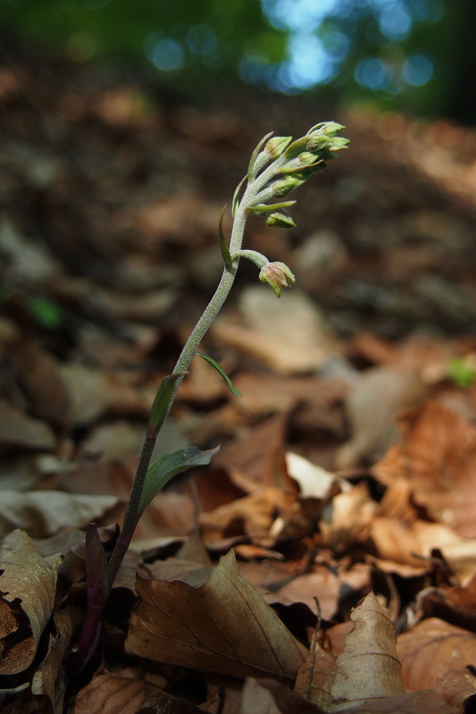 Kruštík drobnolistý (Epipactis microphylla)