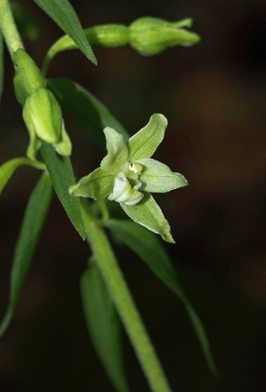 Kruštík Greuterův (Epipactis greuteri)