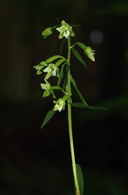 Kruštík Greuterův (Epipactis greuteri)