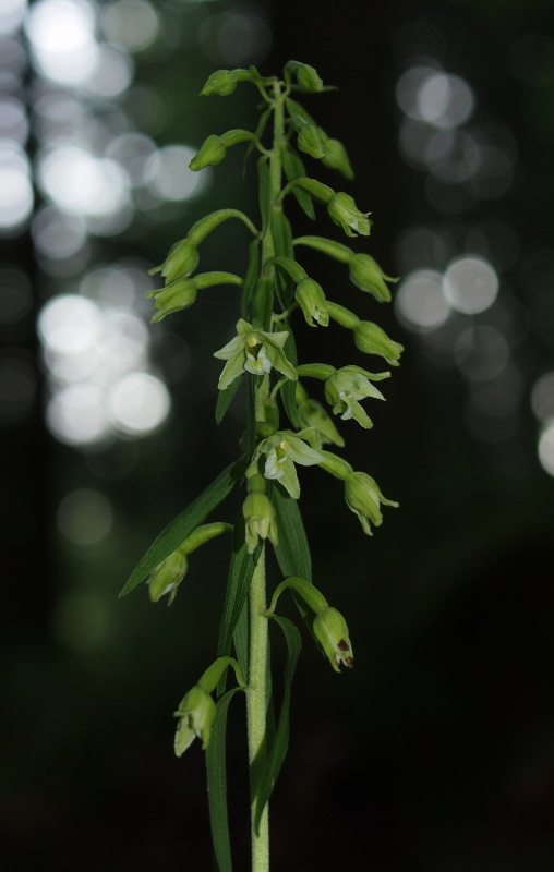 Kruštík Greuterův (Epipactis greuteri)