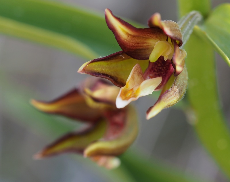 Kruštík kýchavicovitý  (Epipactis veratrifolia)