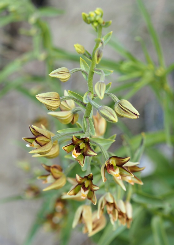 Kruštík kýchavicovitý  (Epipactis veratrifolia)