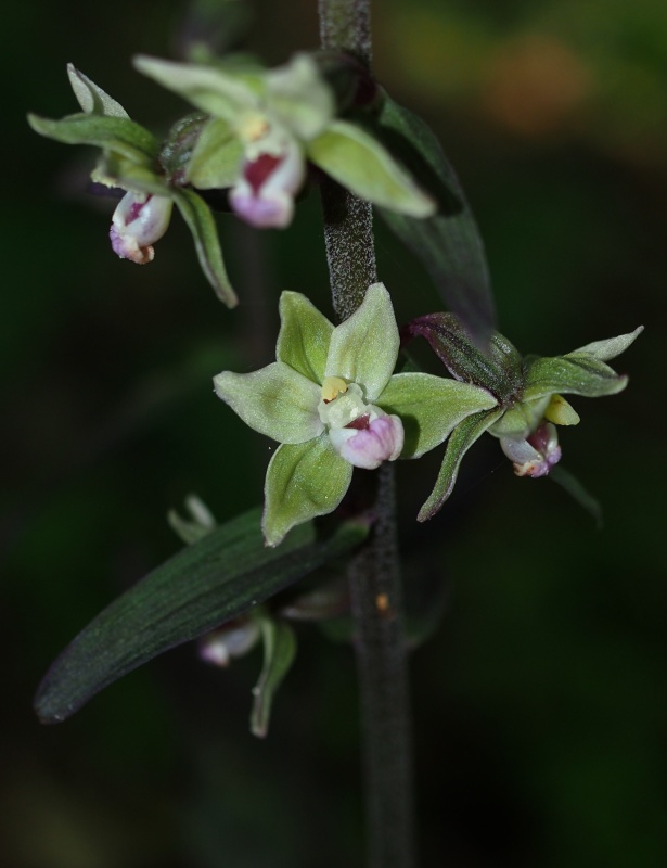 Kruštík modrofialový (Epipactic purpurata)