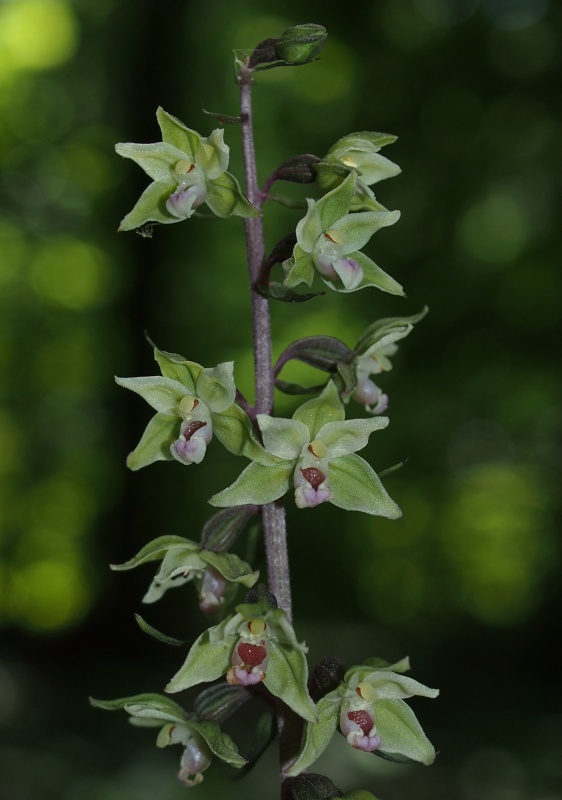 Kruštík modrofialový (Epipactic purpurata)