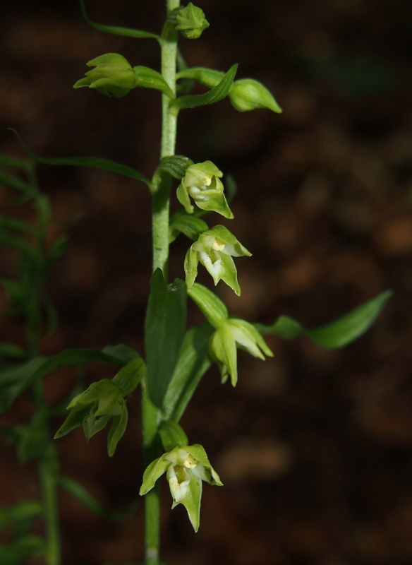 Kruštík polabský (Epipactis albensis)