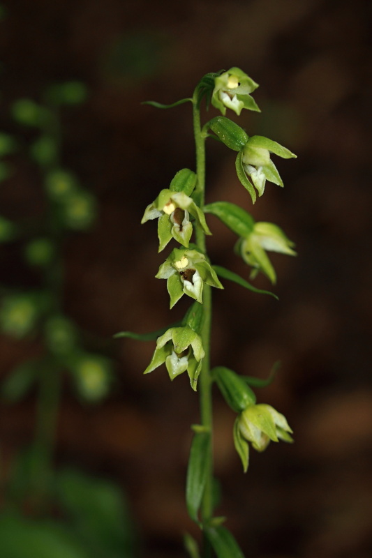 Kruštík polabský (Epipactis albensis)