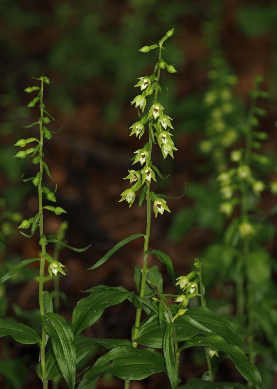 Kruštík polabský (Epipactis albensis)