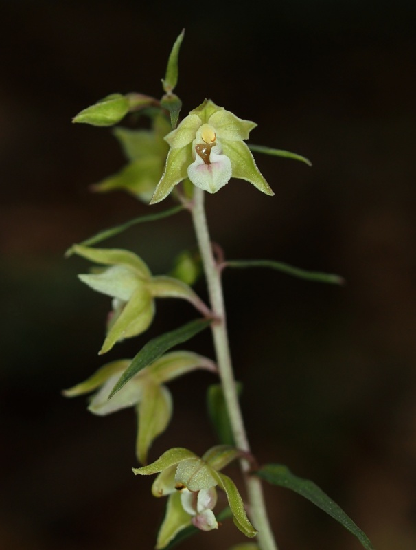 Kruštík příbuzný (Epipactis pseudopurpurata)