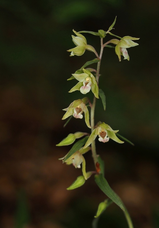 Kruštík příbuzný (Epipactis pseudopurpurata)