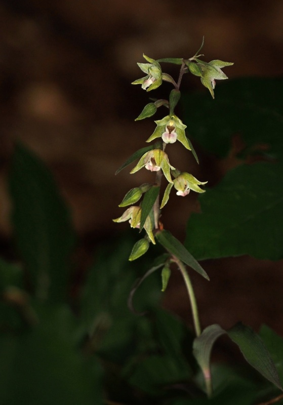 Kruštík příbuzný (Epipactis pseudopurpurata)