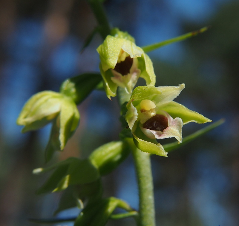 Kruštík růžkatý (Epipactis muelleri)