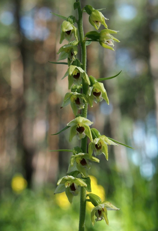 Kruštík růžkatý (Epipactis muelleri)