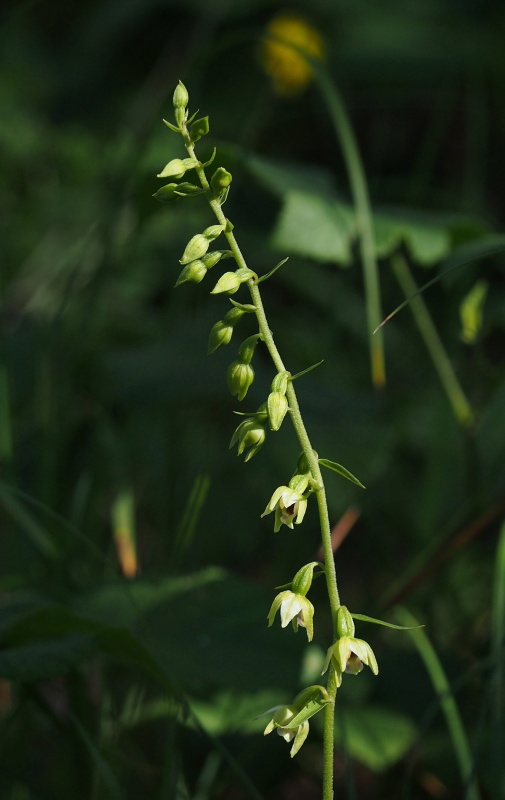 Kruštík růžkatý (Epipactis muelleri)