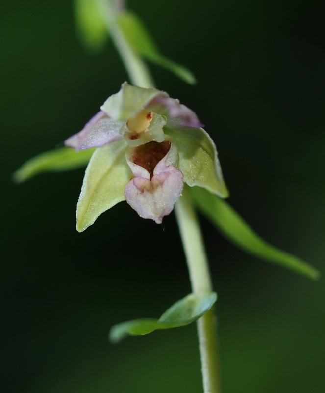 Kruštík širolistý (Epipactis helleborine)