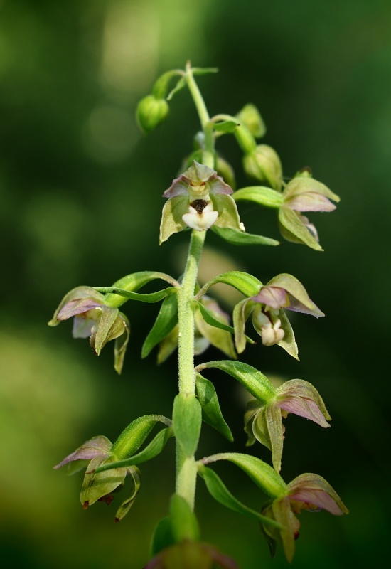 Kruštík širolistý (Epipactis helleborine)