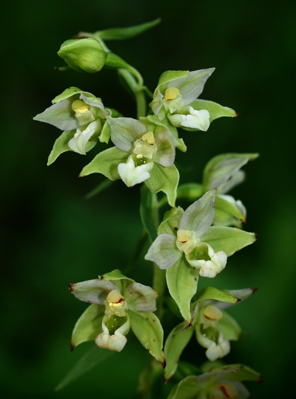 Kruštík širolistý (Epipactis helleborine)