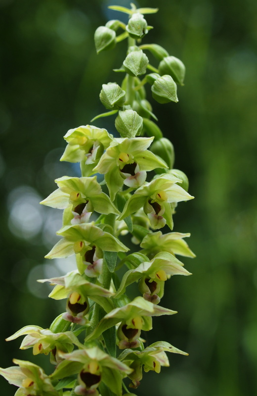 Kruštík širolistý (Epipactis helleborine)