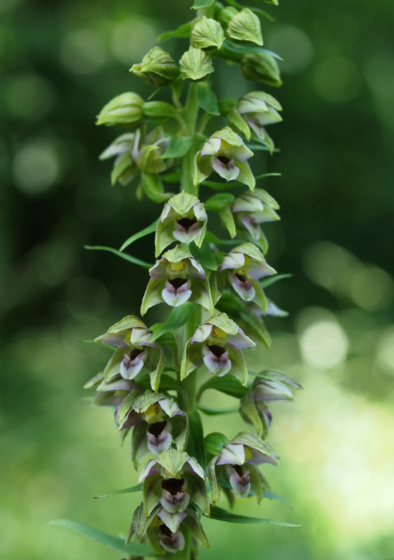 Kruštík širolistý (Epipactis helleborine)