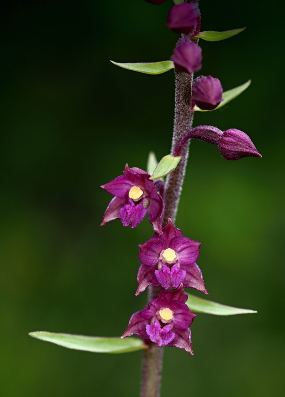 Kruštík tmavočervený (Epipactis atrorubens)