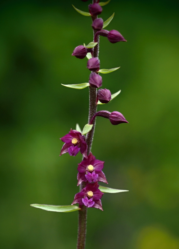 Kruštík tmavočervený (Epipactis atrorubens)