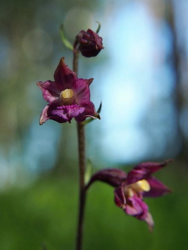 Kruštík tmavočervený (Epipactis atrorubens)