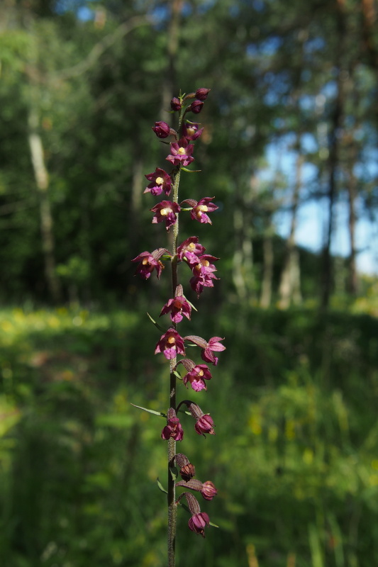 Kruštík tmavočervený (Epipactis atrorubens)