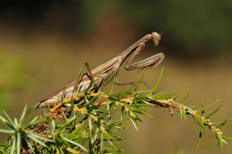 Kudlanka nábožná (Mantis religiosa)