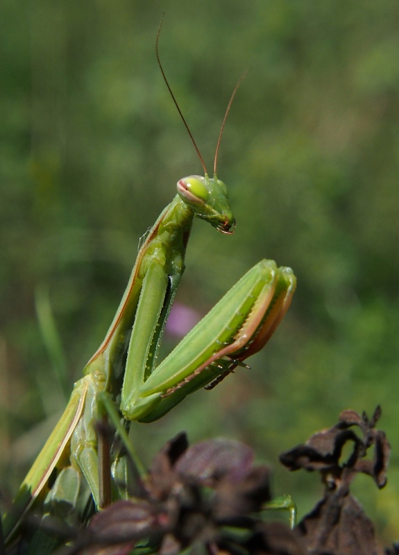 Kudlanka nábožná (Mantis religiosa)