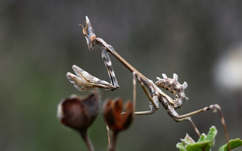 Kudlanka vyzáblá (Empusa pennata)