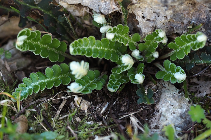 Kyvor lékařský (Ceterach officinarum)