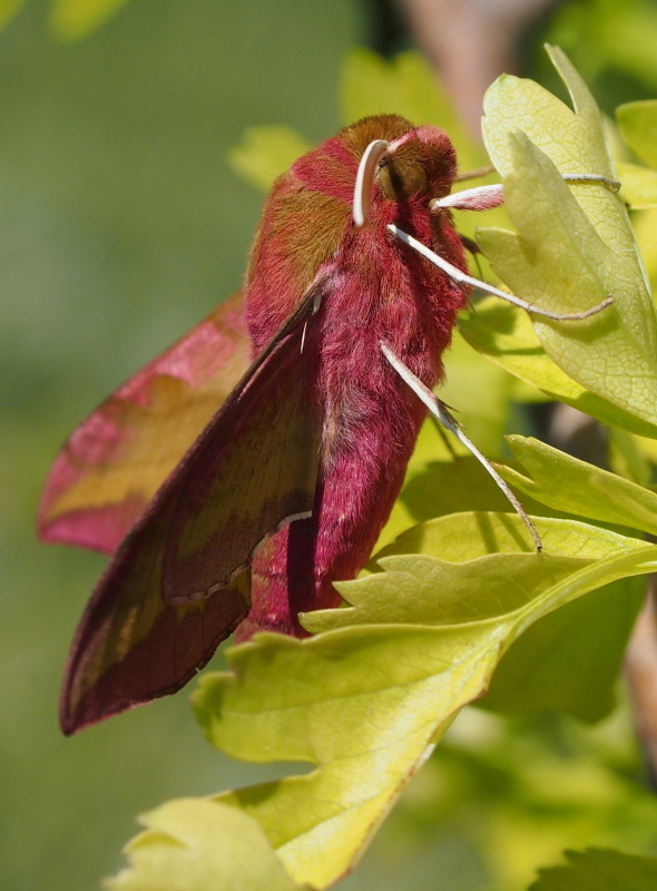 Lišaj kyprejový (Deilephila porcellus)