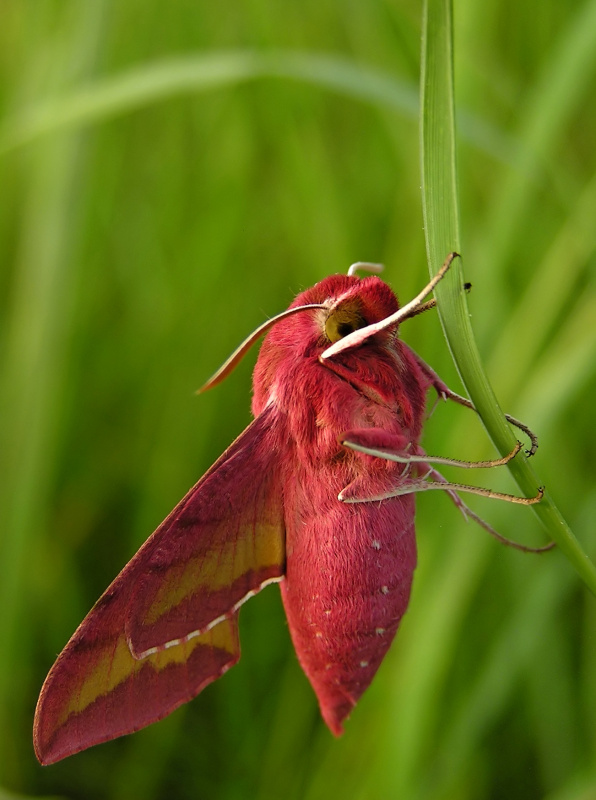 Lišaj kyprejový (Deilephila porcellus)