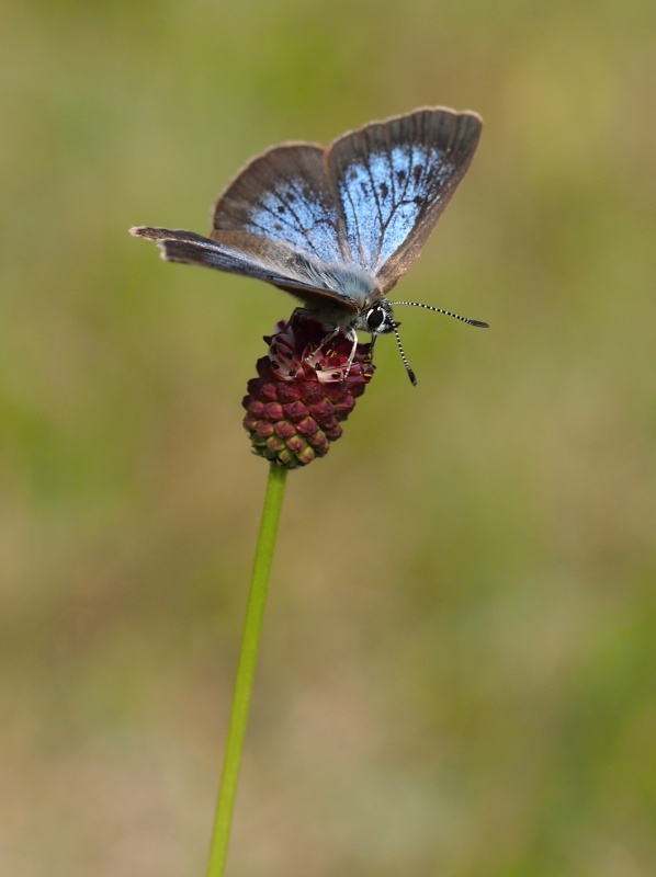 Modrásek bahenní (Maculinea nausithous)