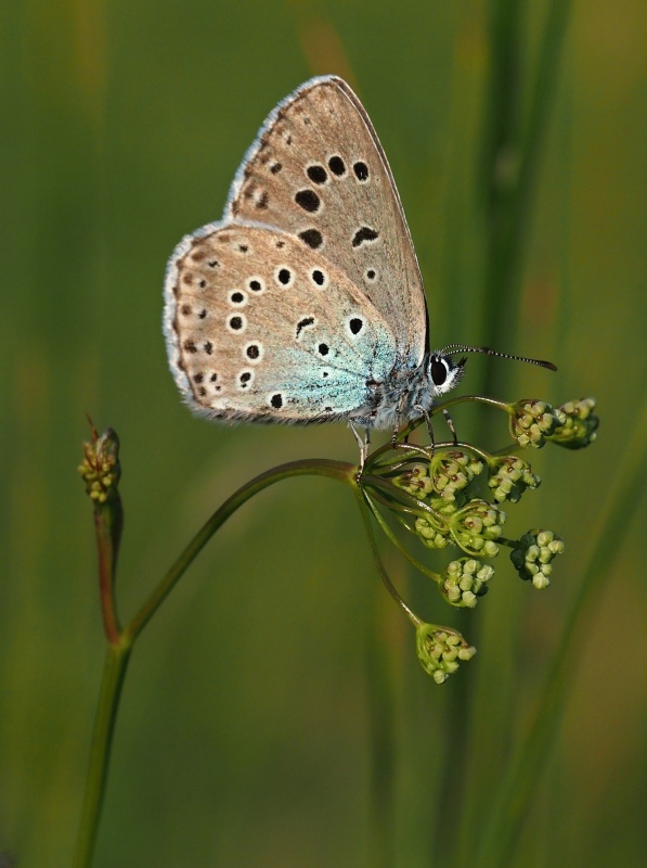 Modrásek černoskvrnný (Maculinea arion)