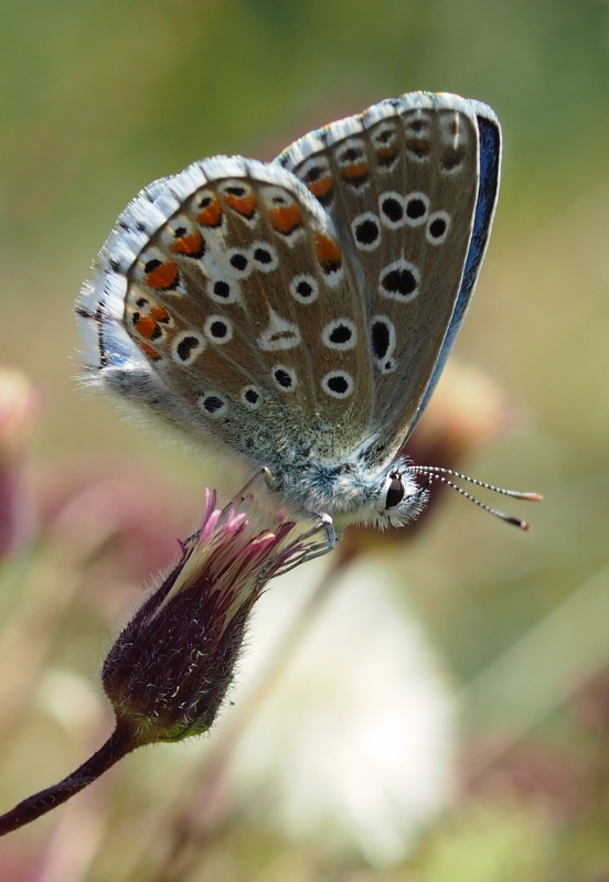 Modrásek jetelový (Polyommatus bellargus)