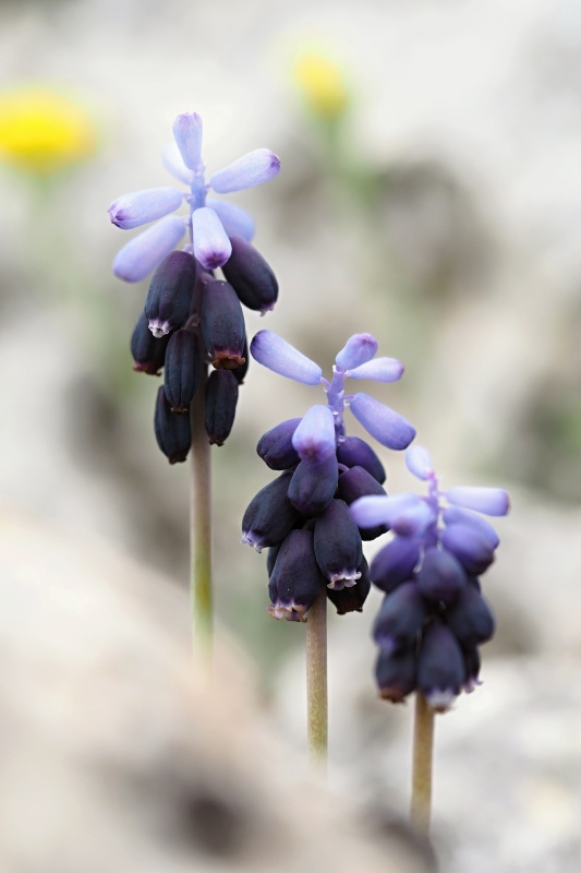 Modřenec hroznatý (Muscari neglectum)