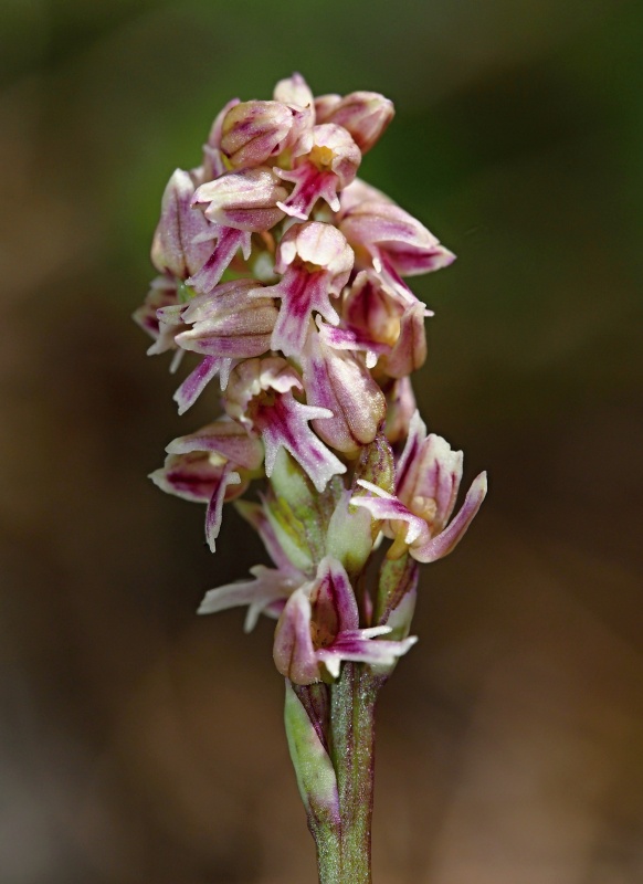 Neotinea plamatá (Neotinea maculata)