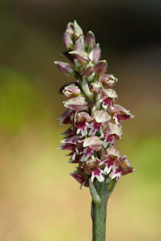 Neotinea plamatá (Neotinea maculata)