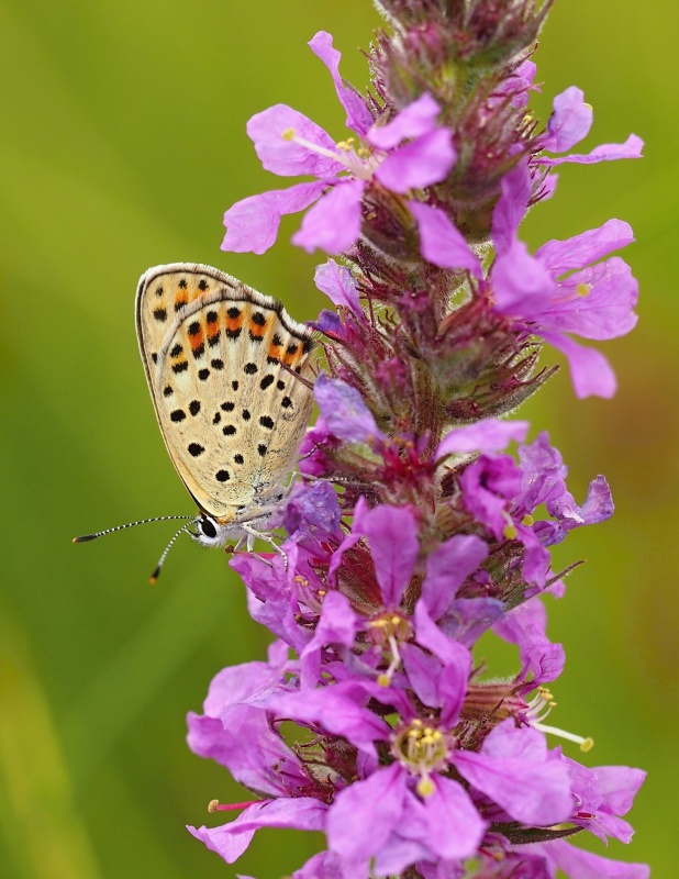 Ohniváček černoskvrnný (Lycaena tityrus)