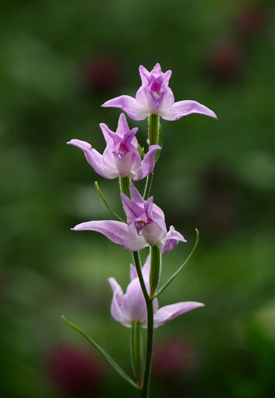 Okrotice červená (Cephalanthera rubra)