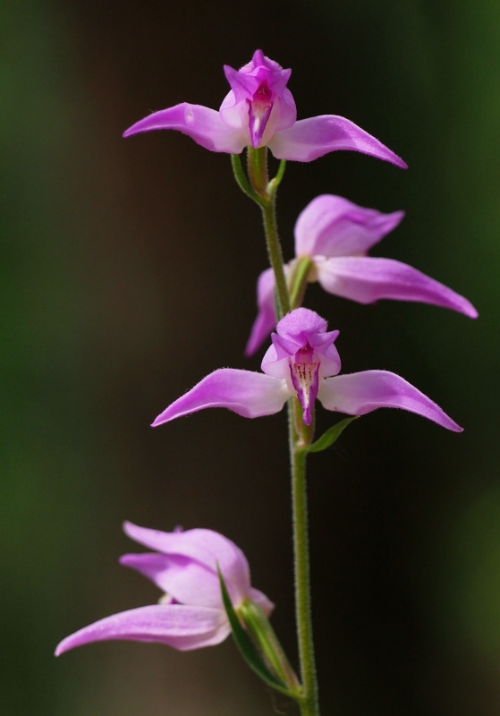 Okrotice červená (Cephalanthera rubra)