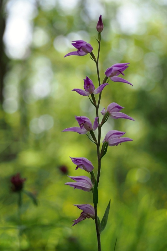 Okrotice červená (Cephalanthera rubra)