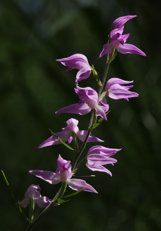 Okrotice červená (Cephalanthera rubra)