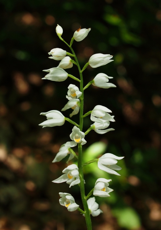 Okrotice dlouholistá (Cephalanthera longifolia)