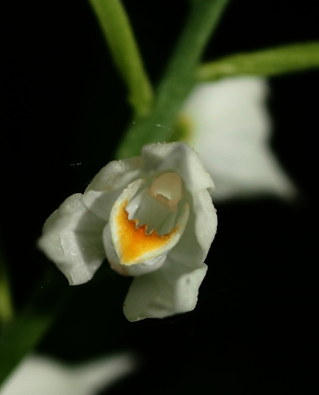 Okrotice dlouholistá (Cephalanthera longifolia)