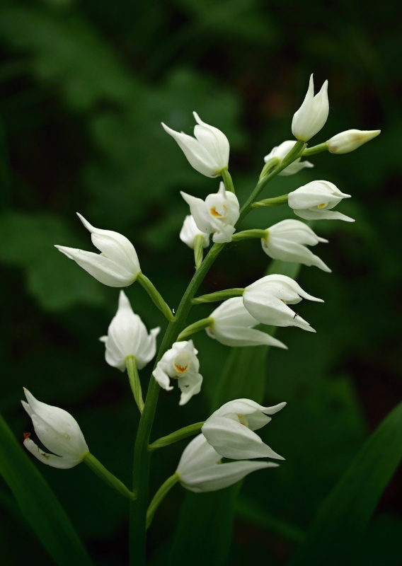 Okrotice dlouholistá (Cephalanthera longifolia)