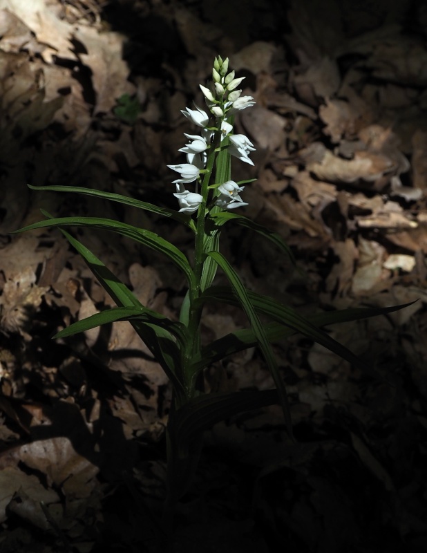 Okrotice dlouholistá (Cephalanthera longifolia)