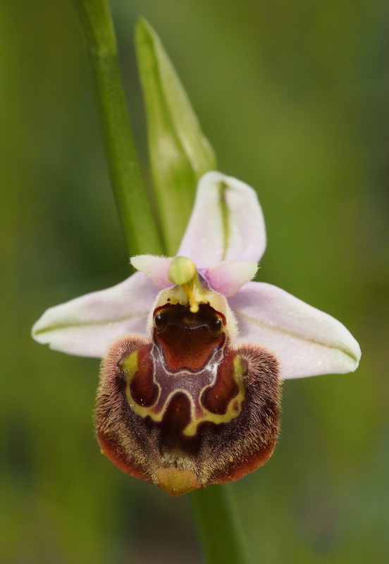 Ophrys oreas